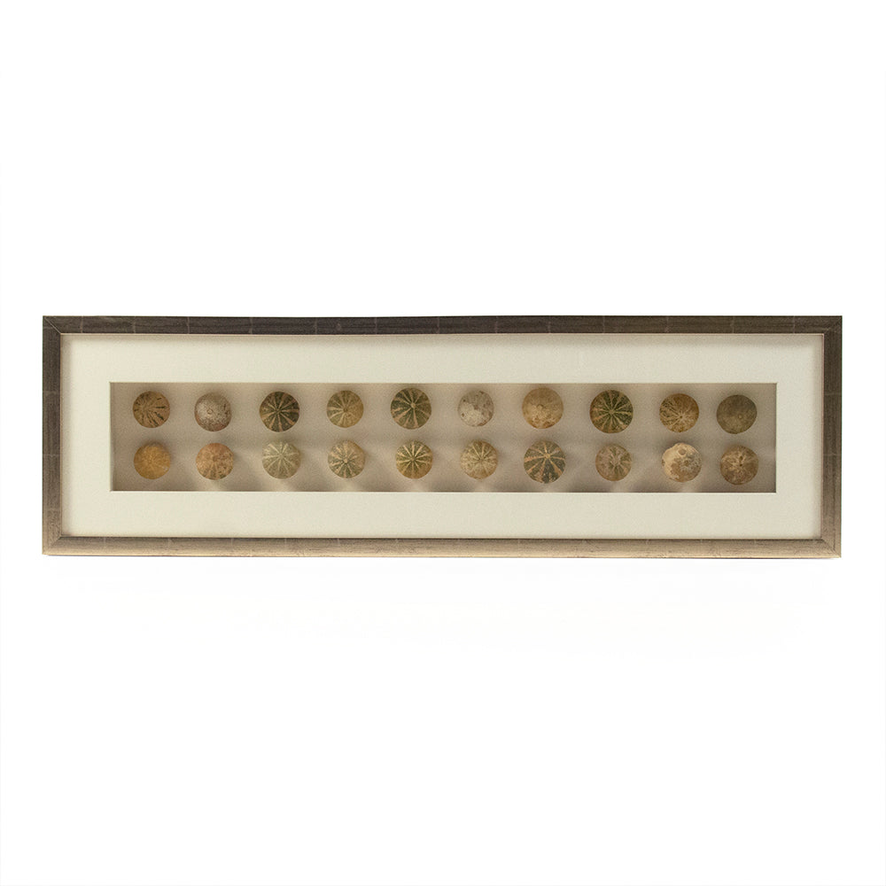 Abstract Shell Art