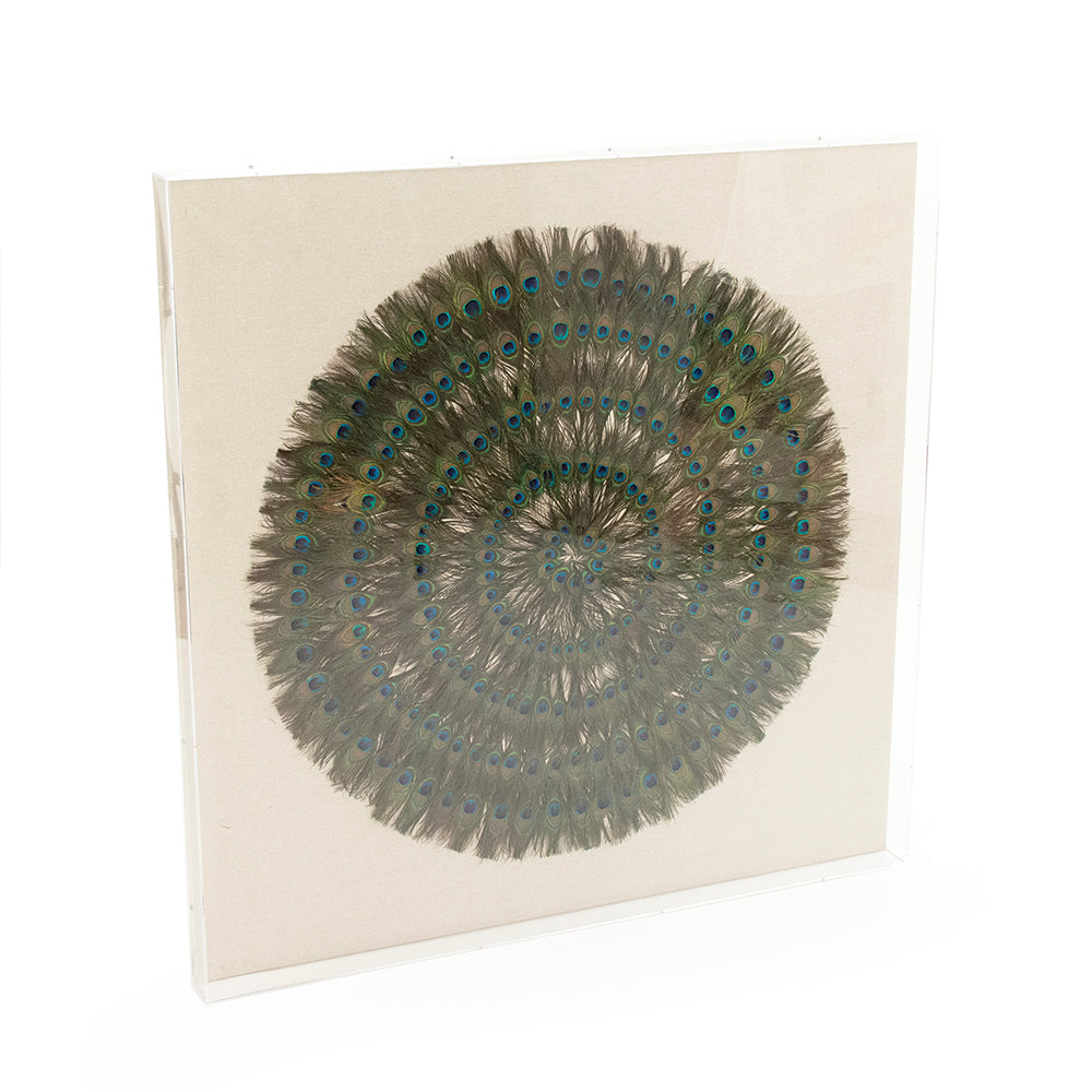 Peacock Feather Art