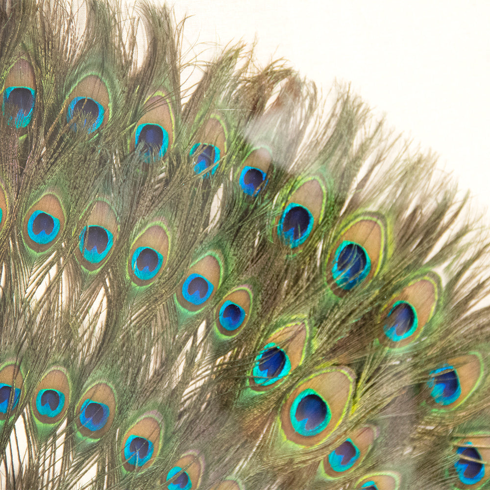 Peacock Feather Art