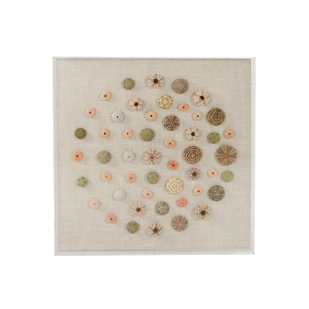 Abstract Shell in Acrylic Wall Art