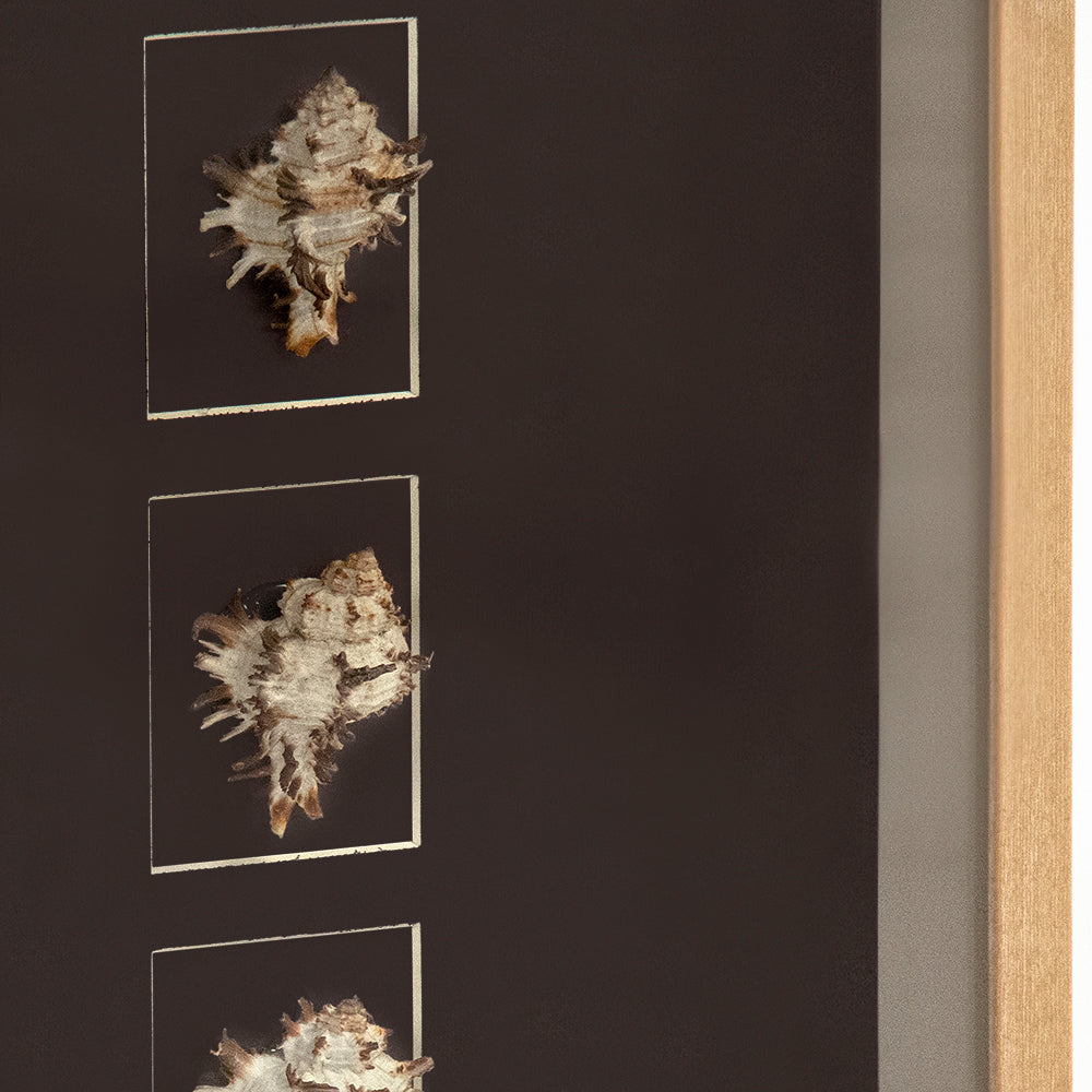 Abstract Shell Wall Art