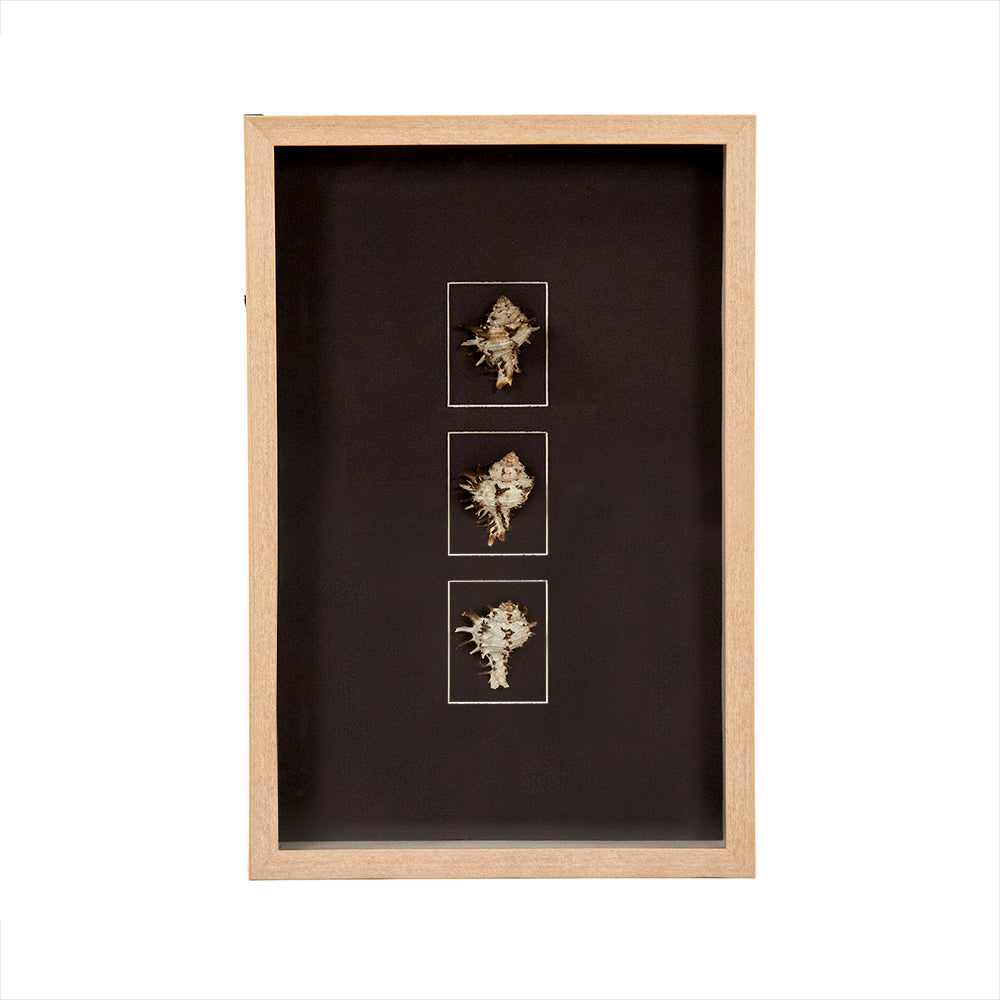 Abstract Shell Wall Art