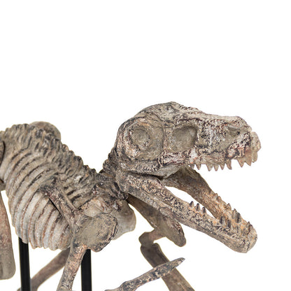 Velociraptor Skeleton w/ Base