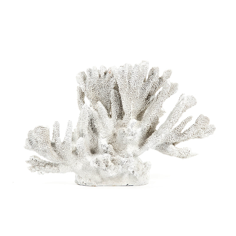 White Coral