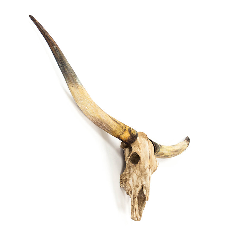 Texas Long Horn Skull Wall Decor
