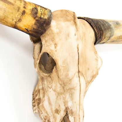 Texas Long Horn Skull Wall Decor