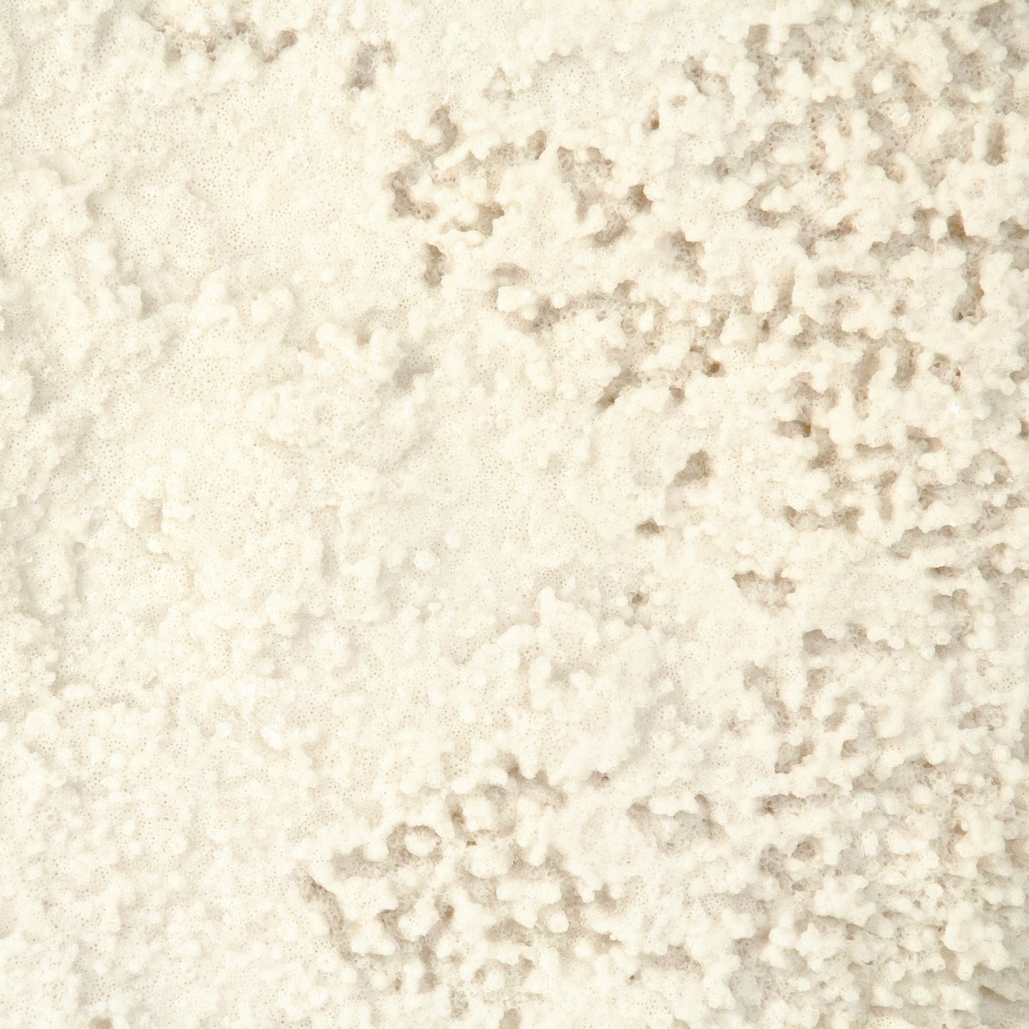 White Coral on Gold Base