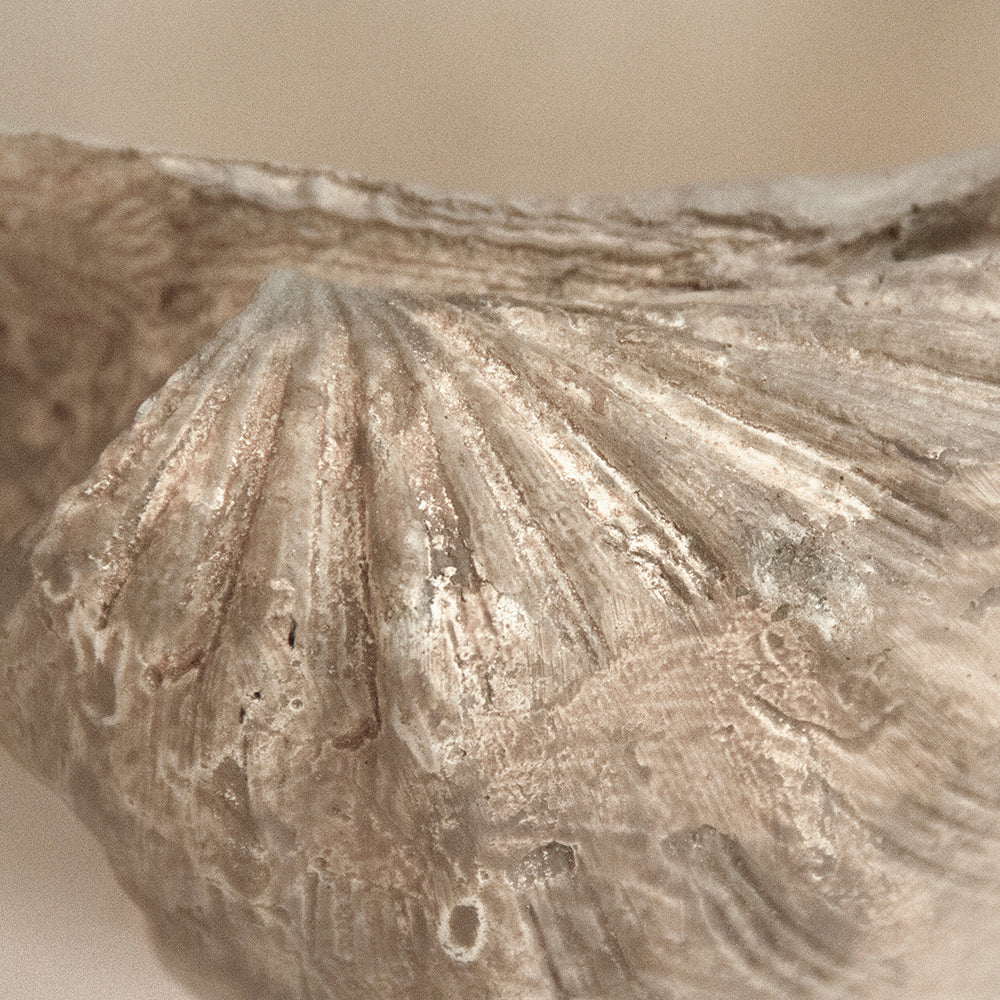 Tridacna Half Shell Bowl