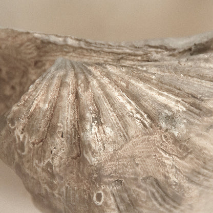 Tridacna Half Shell Bowl