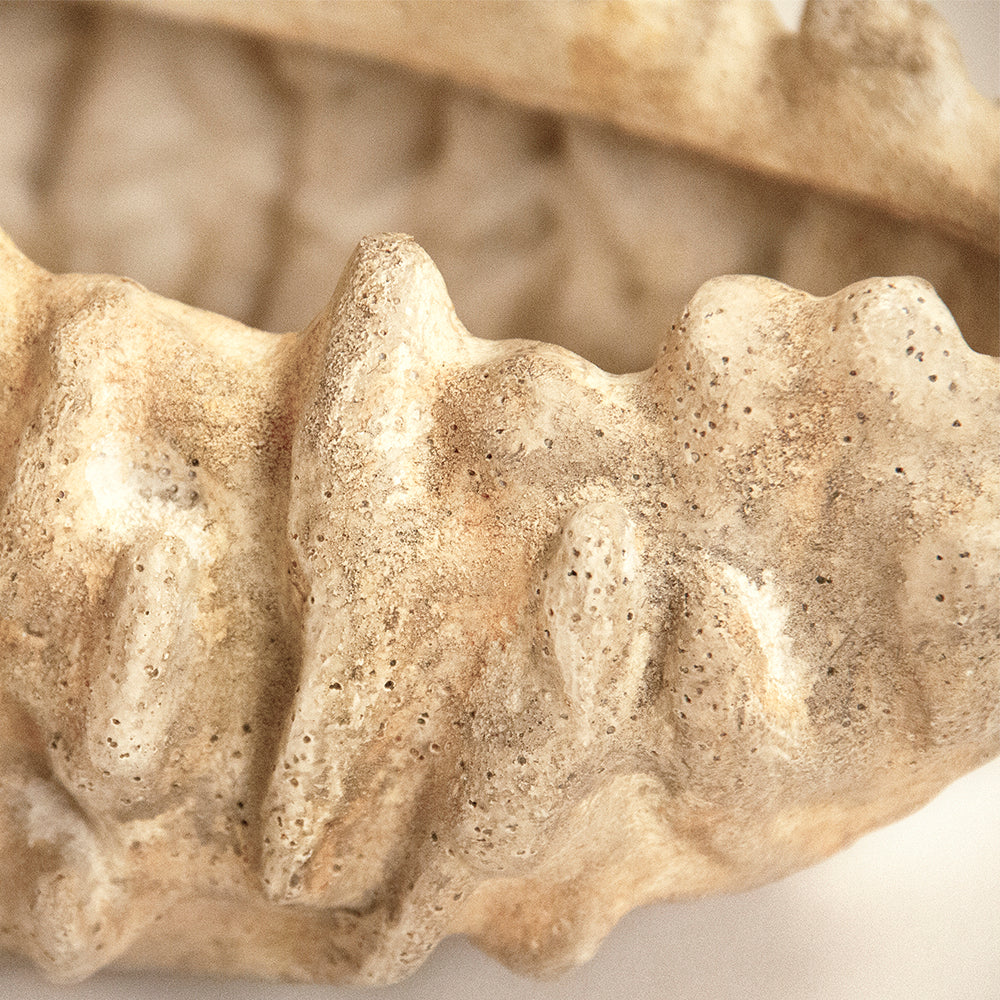 Coral Shell Bowl